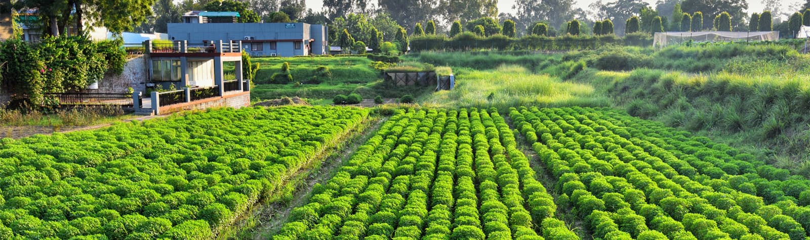 Central Institute of Medicinal and Aromatic Plants-image