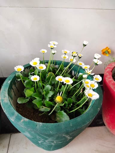 GNC Mansa-gallery-image-7