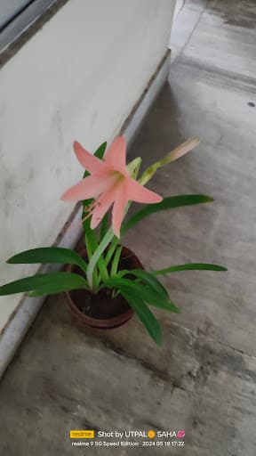 Patharkandi College-gallery-image-7