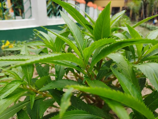 Bolpur College-gallery-image-5