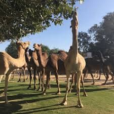 National Research Centre on Camel-image